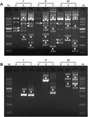 Wristwatch PCR: A Versatile and Efficient Genome Walking Strategy